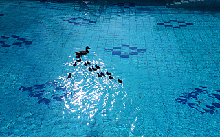 W basenie zamkniętym z powodu epidemii zamieszkały kaczki